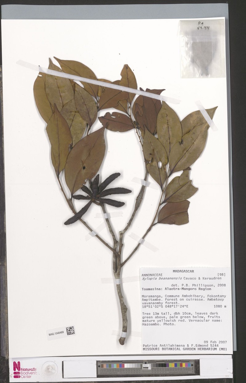 Xylopia beananensis photo 2