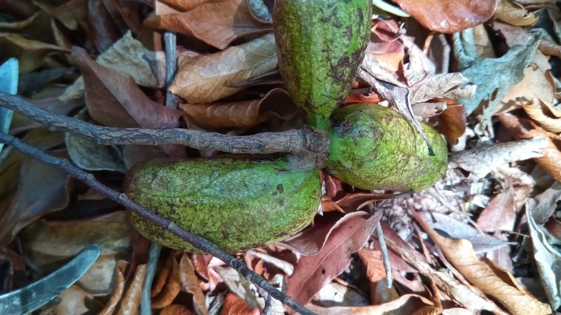 Xylopia bemarivensis