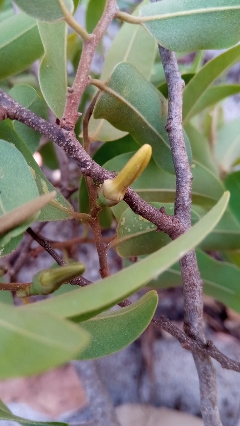 Xylopia bemarivensis photo 2