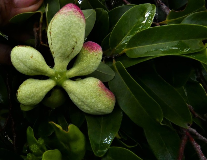 Xylopia bemarivensis photo 3