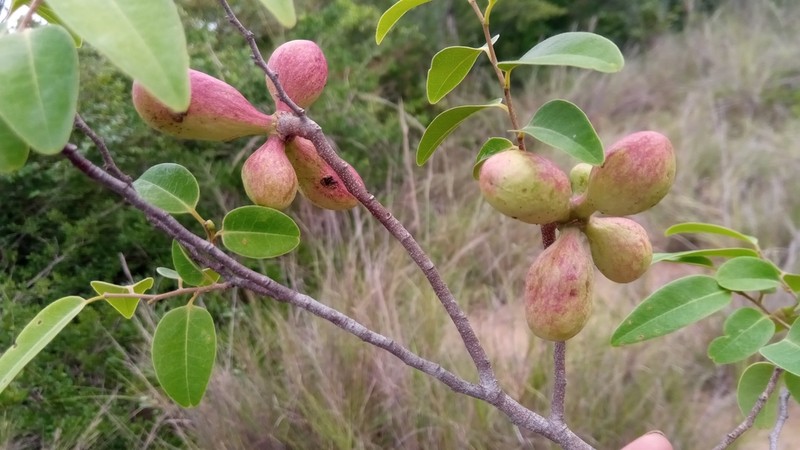 Xylopia bemarivensis photo 4