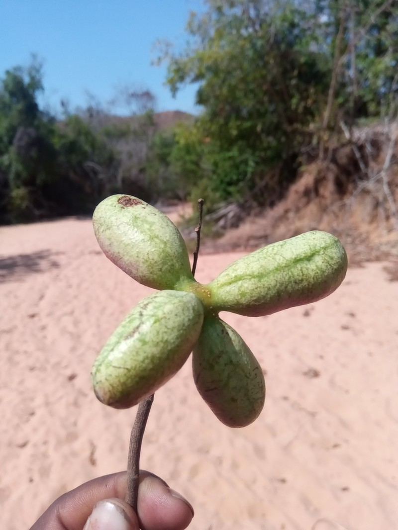 Xylopia bemarivensis photo 5