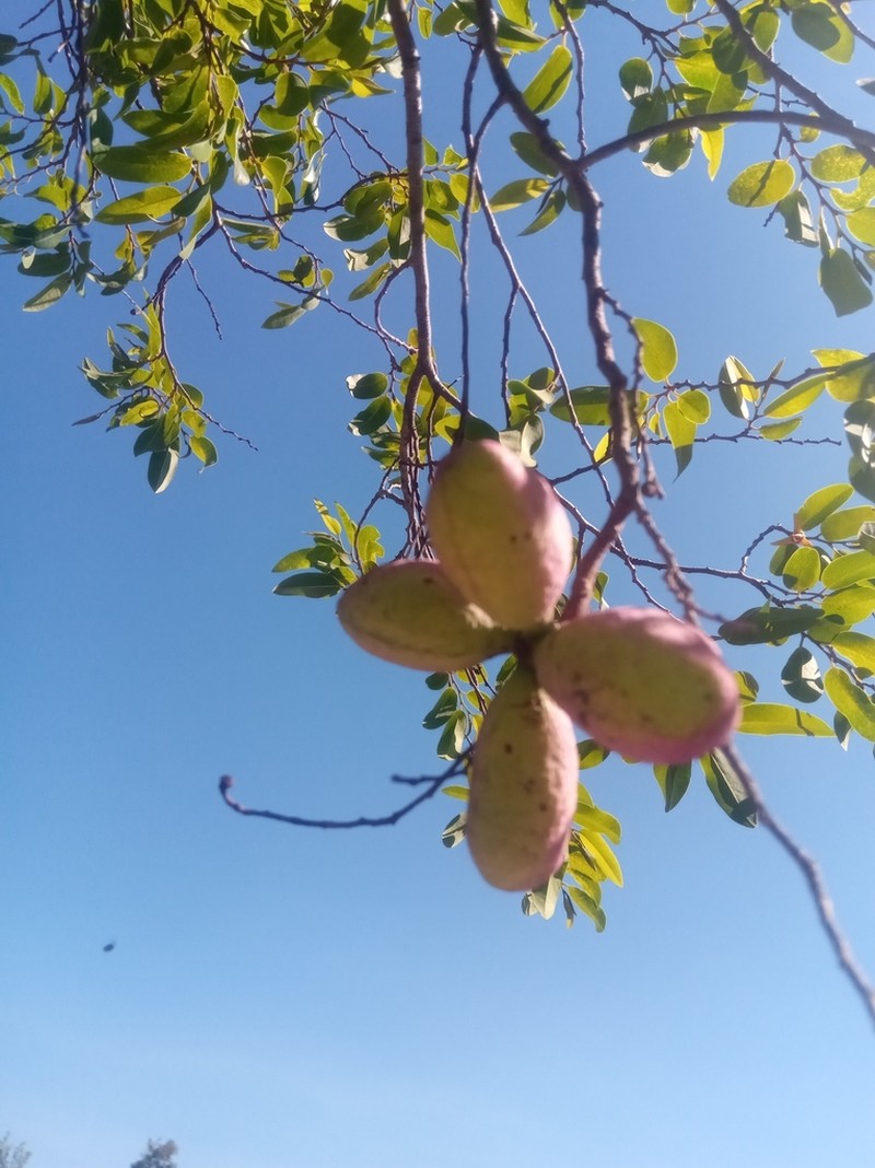 Xylopia bemarivensis photo 6