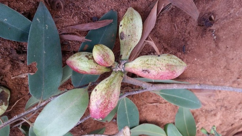 Xylopia bemarivensis photo 7