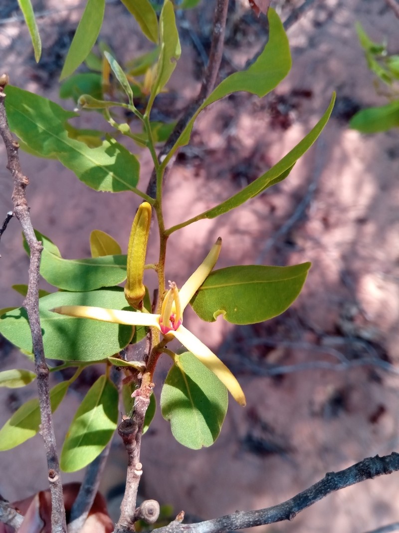 Xylopia bemarivensis photo 8