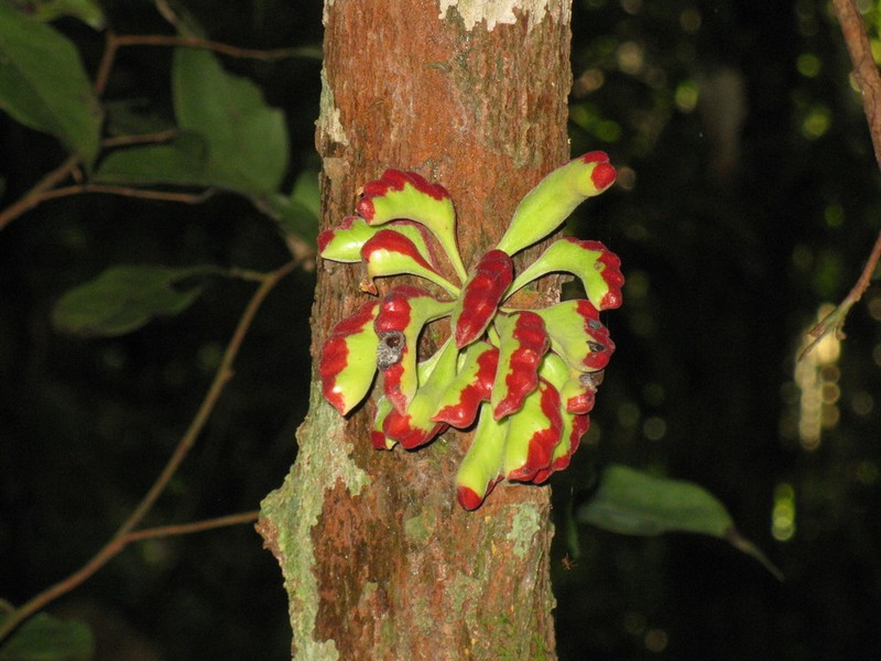 Xylopia benthamii