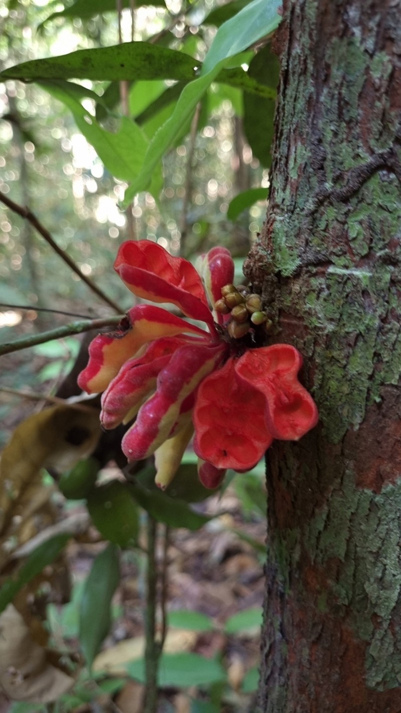 Xylopia benthamii photo 2
