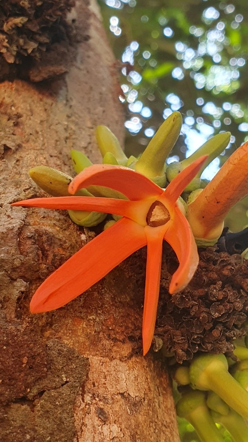 Xylopia benthamii photo 3