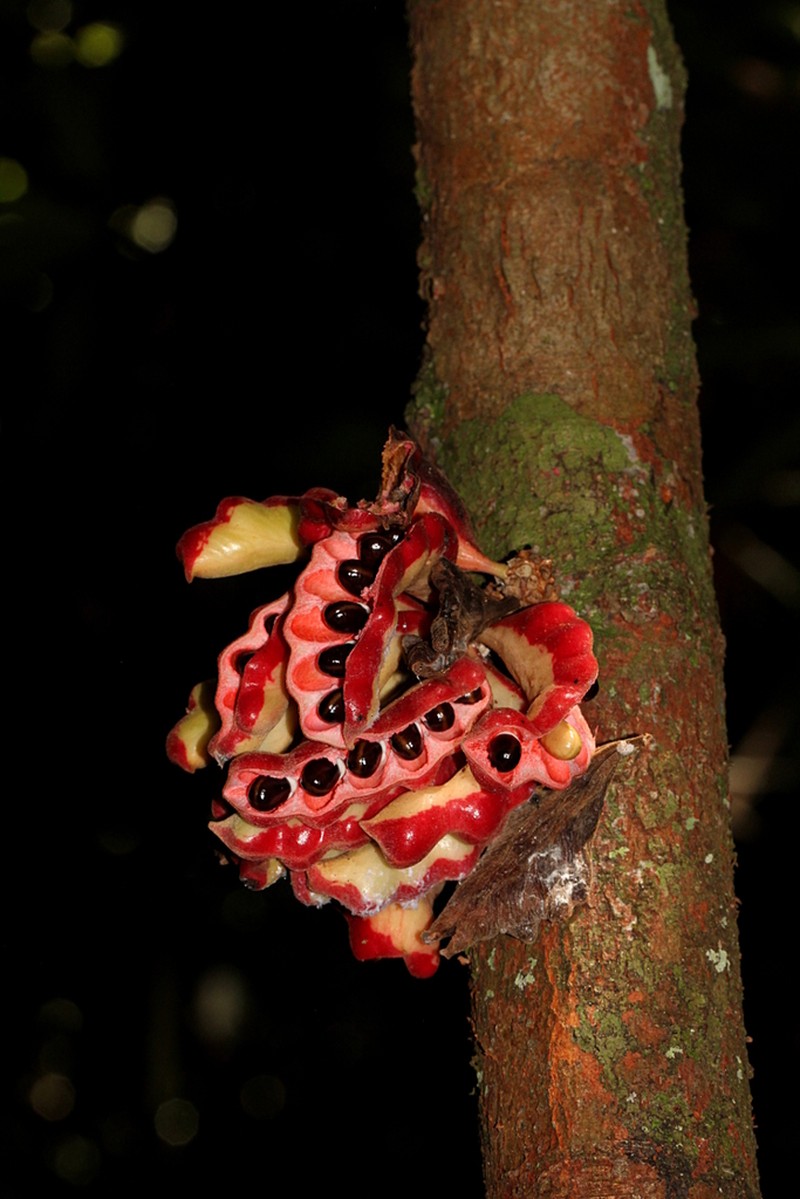 Xylopia benthamii photo 4