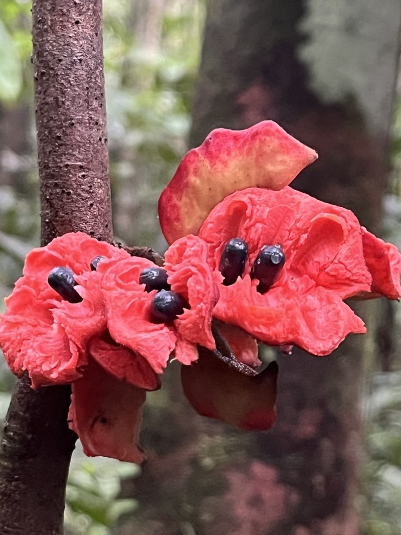Xylopia benthamii photo 5