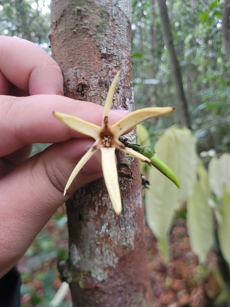 Xylopia benthamii photo 6