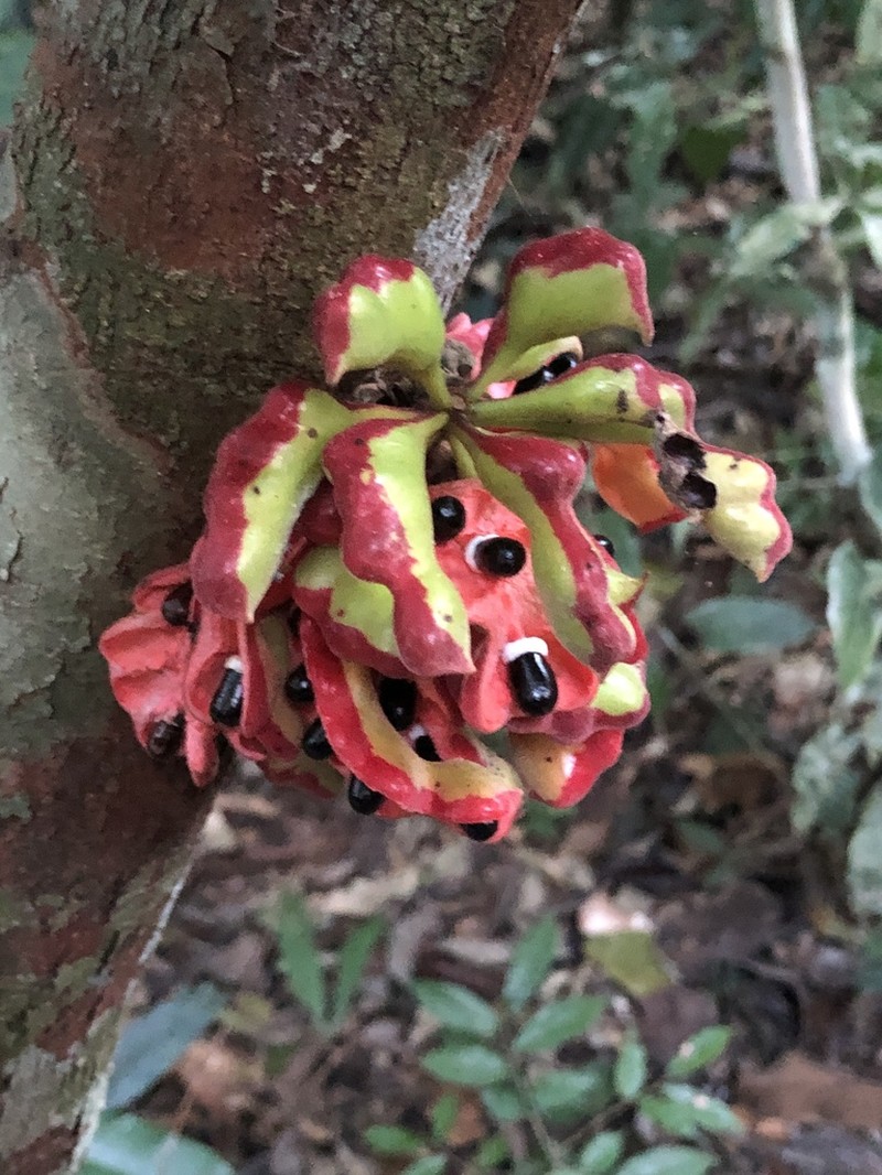 Xylopia benthamii photo 7