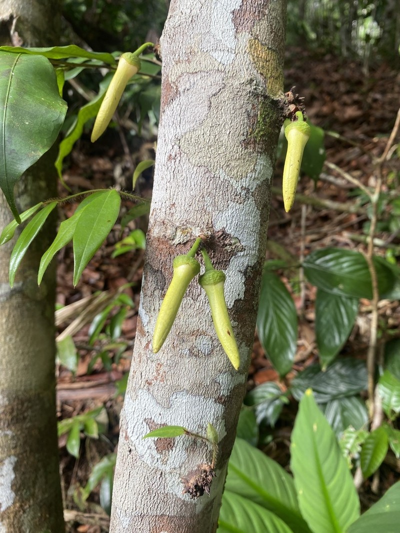 Xylopia benthamii photo 8