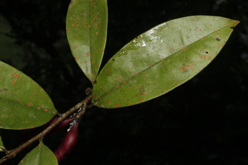 Xylopia bocatorena