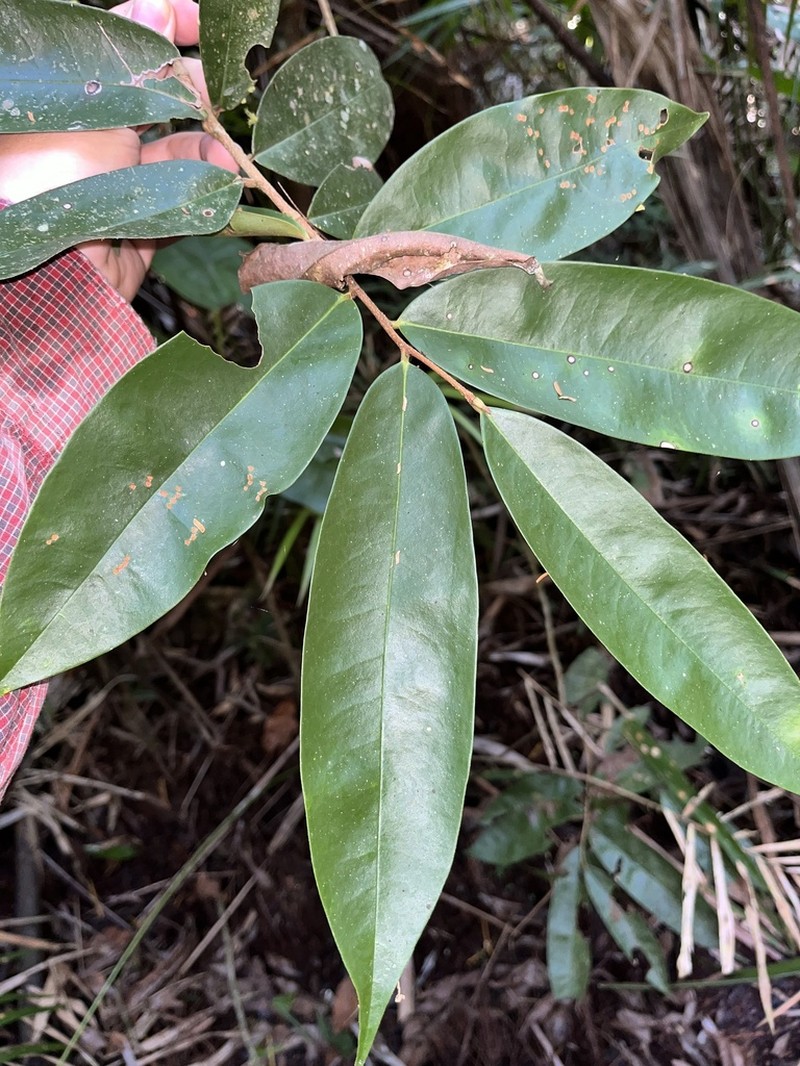 Xylopia bocatorena photo 2