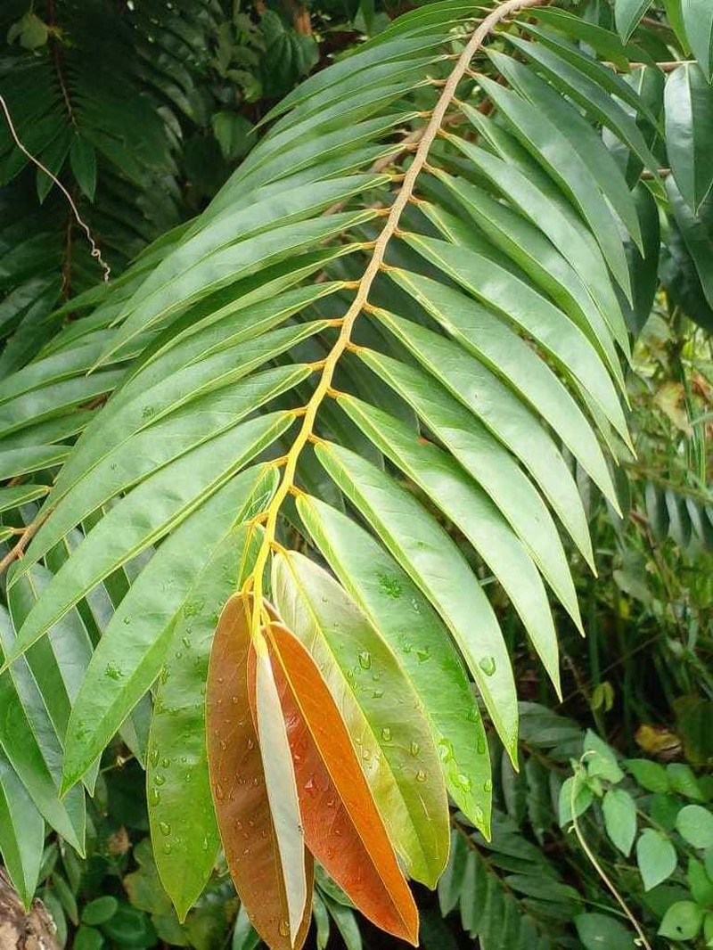 Xylopia bocatorena photo 3