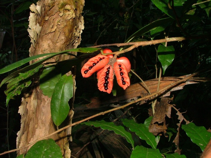 Xylopia bocatorena photo 4