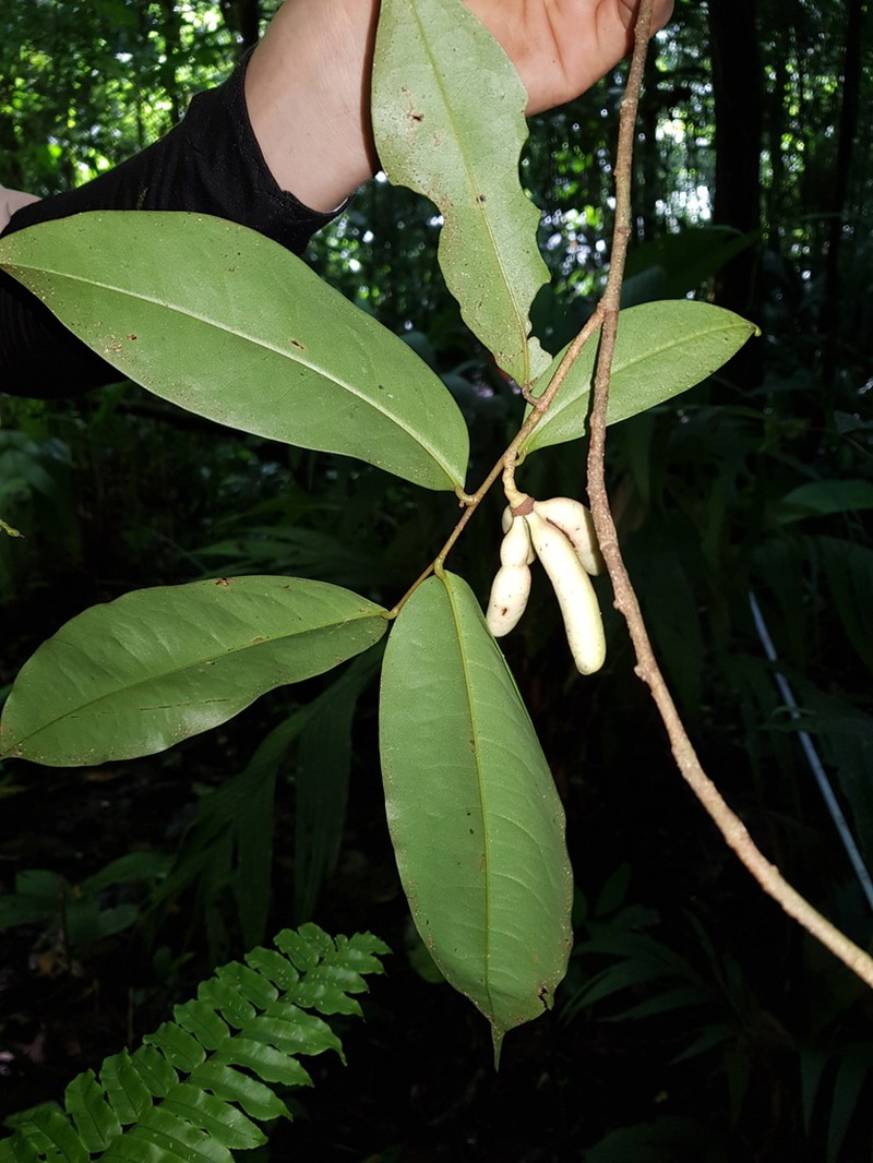 Xylopia bocatorena photo 5