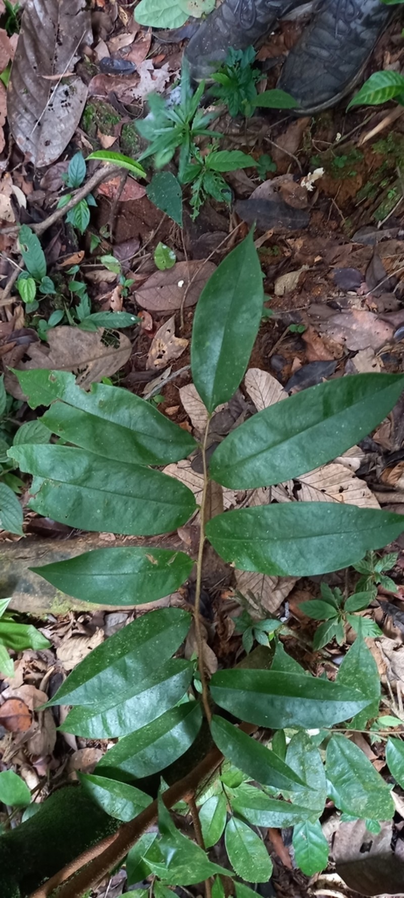Xylopia bocatorena photo 6