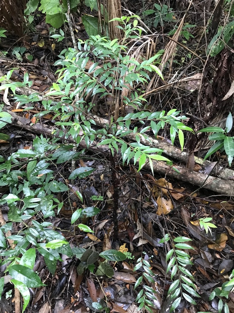 Xylopia brasiliensis photo 2