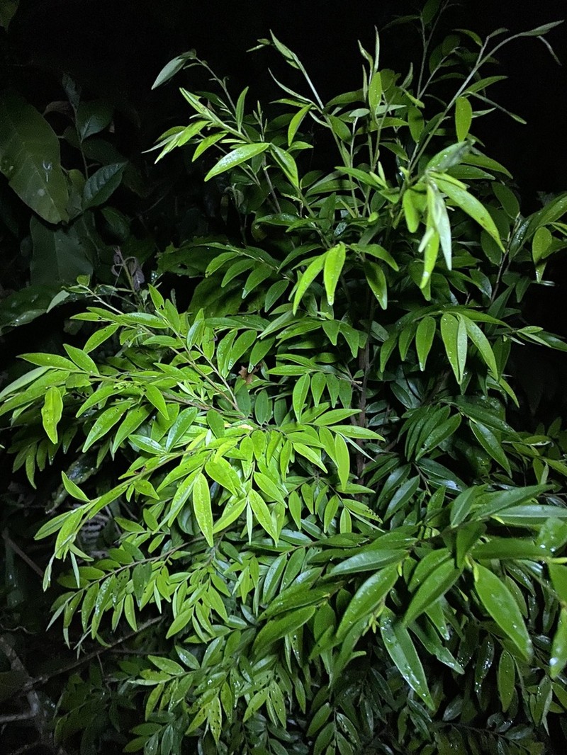 Xylopia brasiliensis photo 3