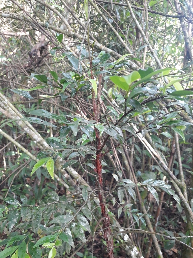 Xylopia brasiliensis photo 4