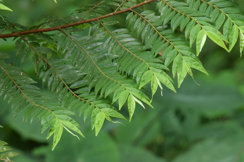 Xylopia brasiliensis photo 5