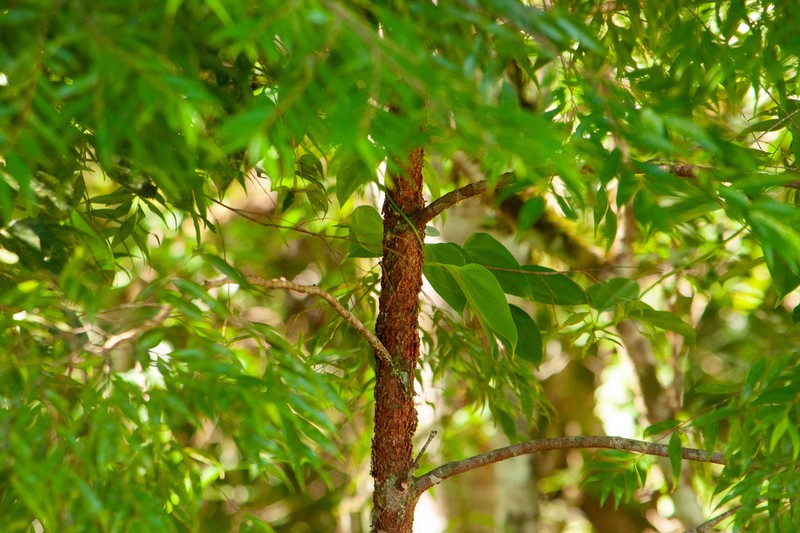 Xylopia brasiliensis photo 6