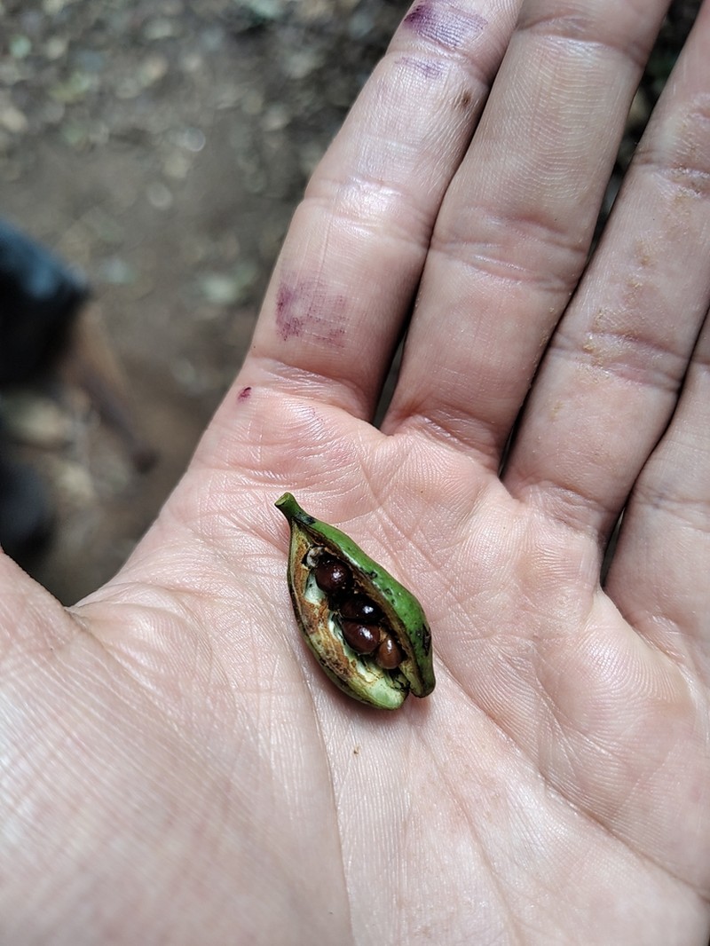 Xylopia brasiliensis photo 7