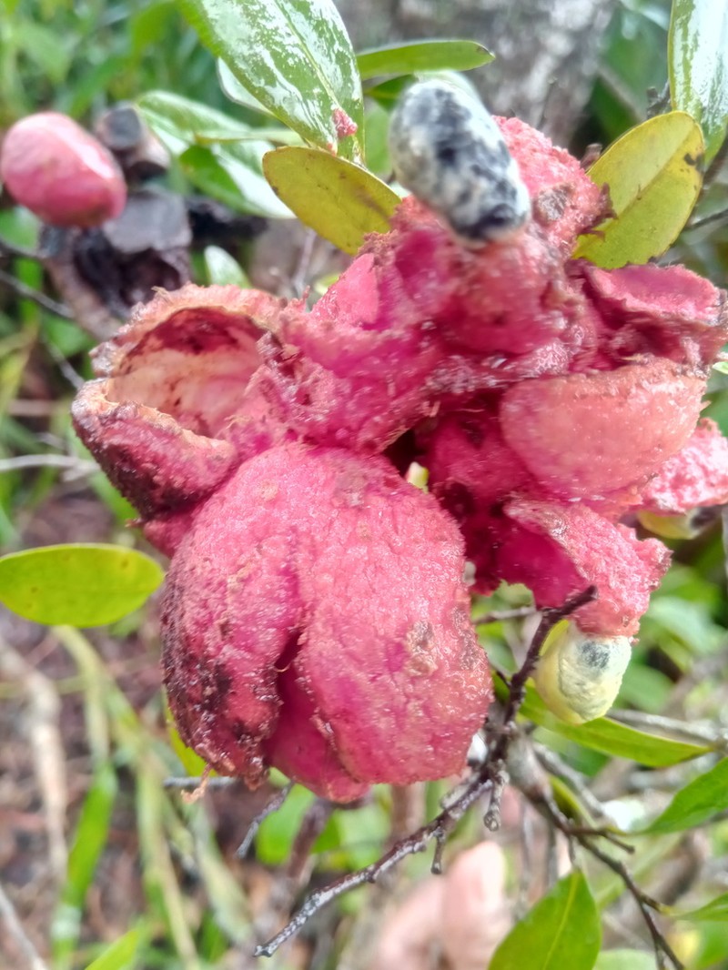 Xylopia buxifolia photo 2