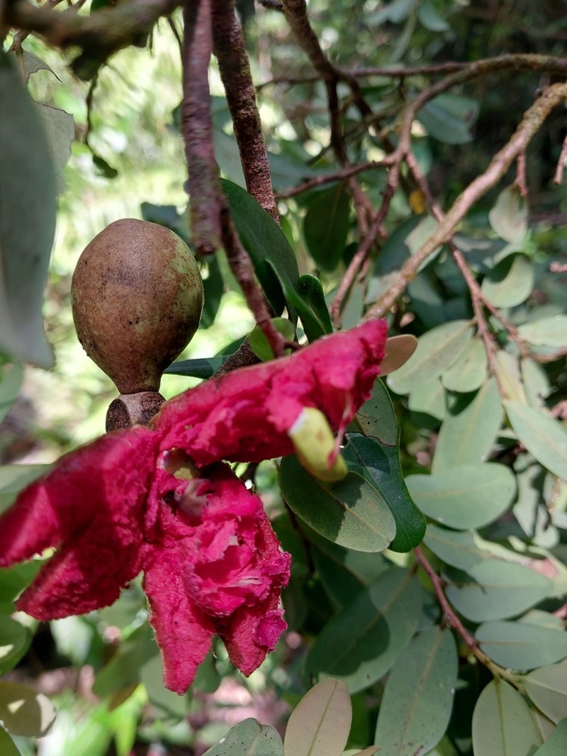 Xylopia buxifolia photo 3
