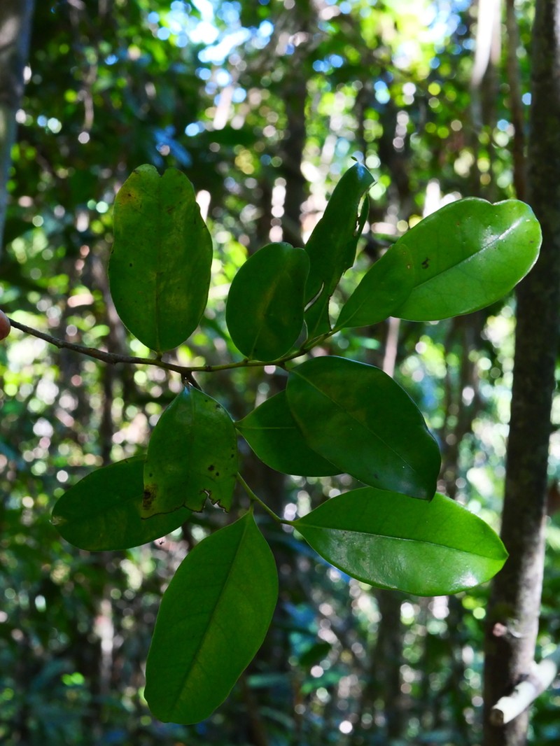 Xylopia buxifolia photo 4