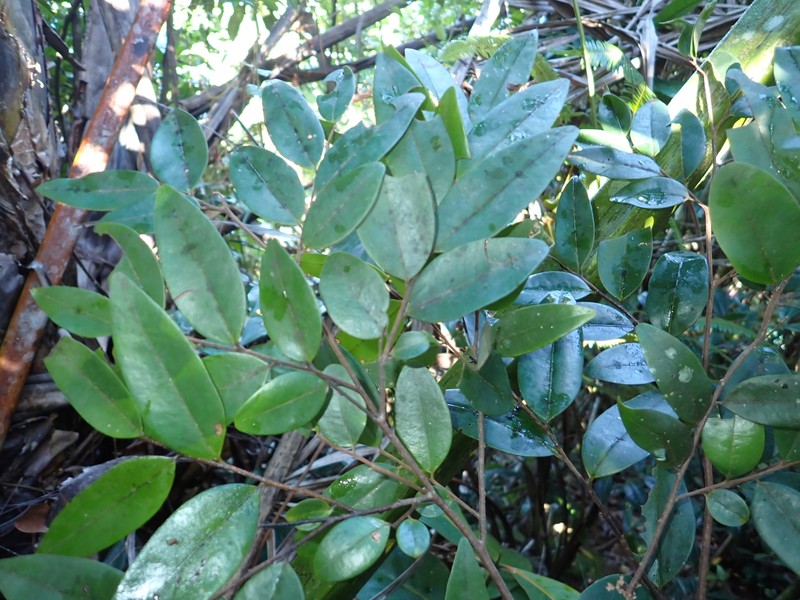 Xylopia buxifolia photo 6