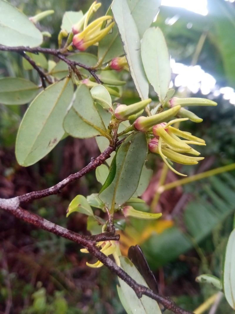 Xylopia buxifolia photo 8