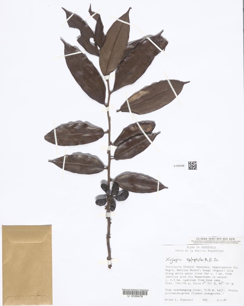 Xylopia calophylla