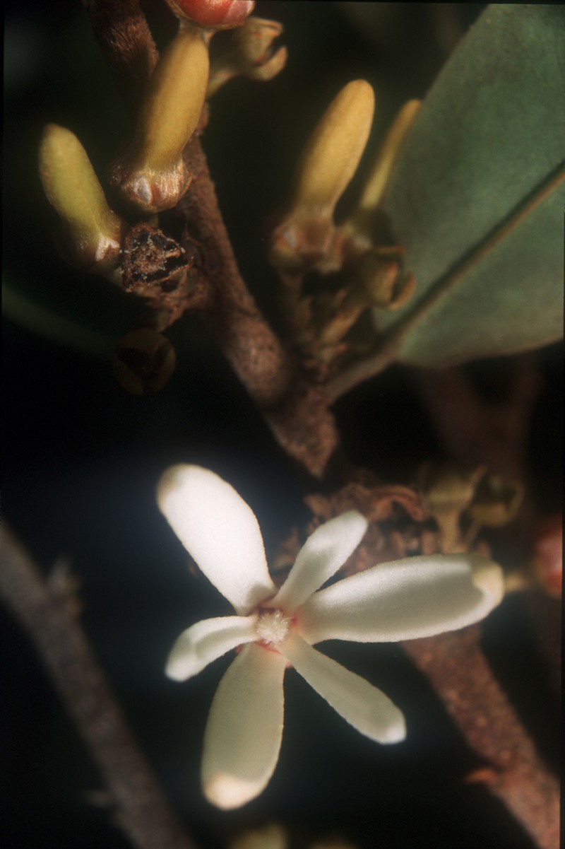 Xylopia calophylla photo 2