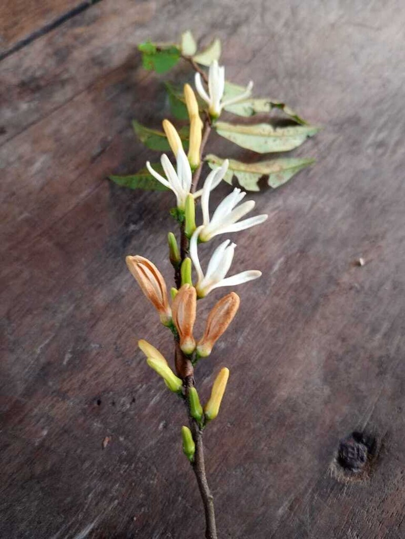 Xylopia calophylla photo 3