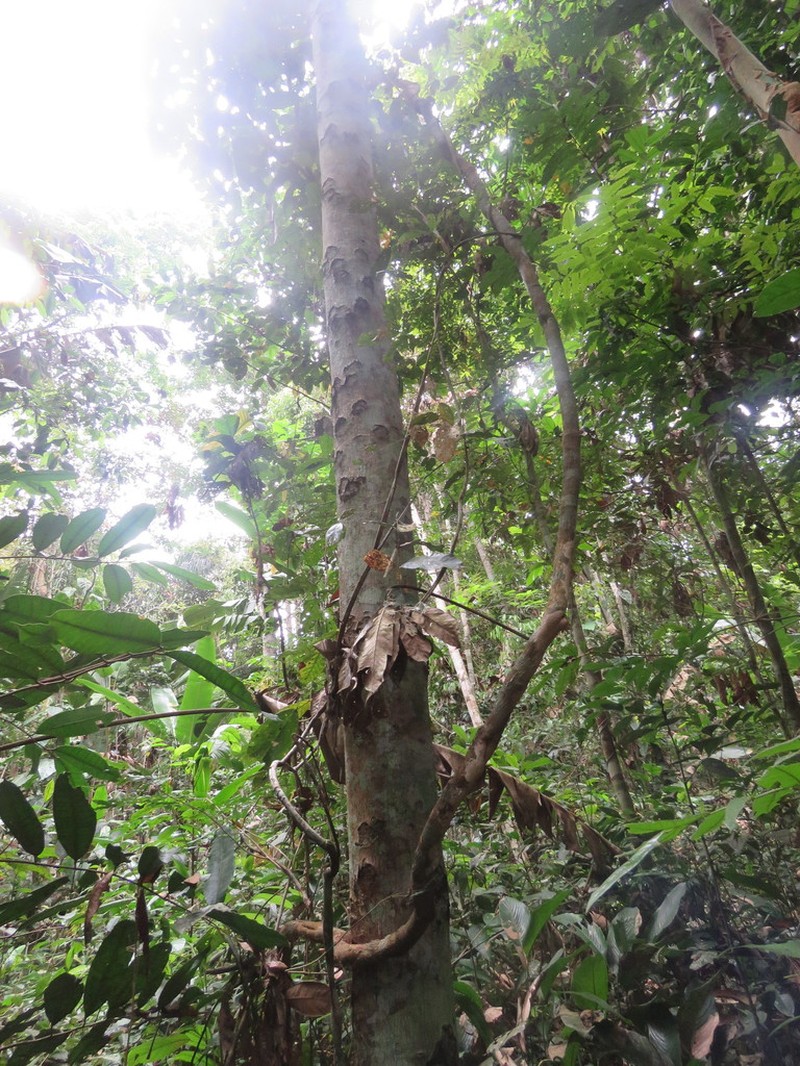 Xylopia calophylla photo 4