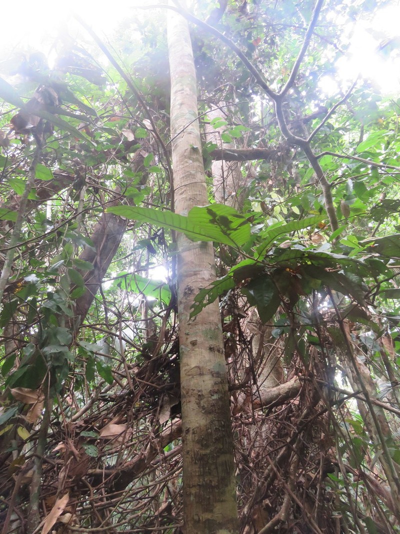 Xylopia calophylla photo 5