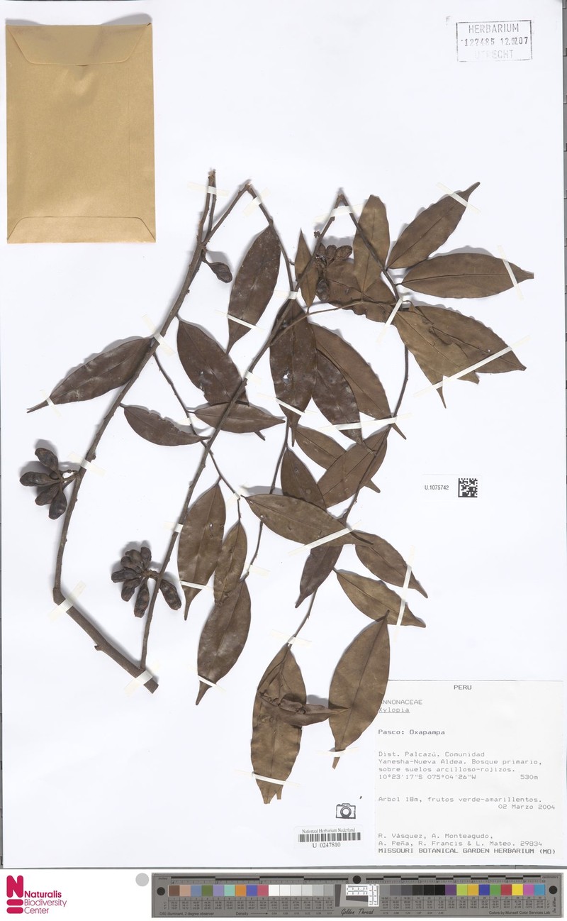 Xylopia calophylla photo 7