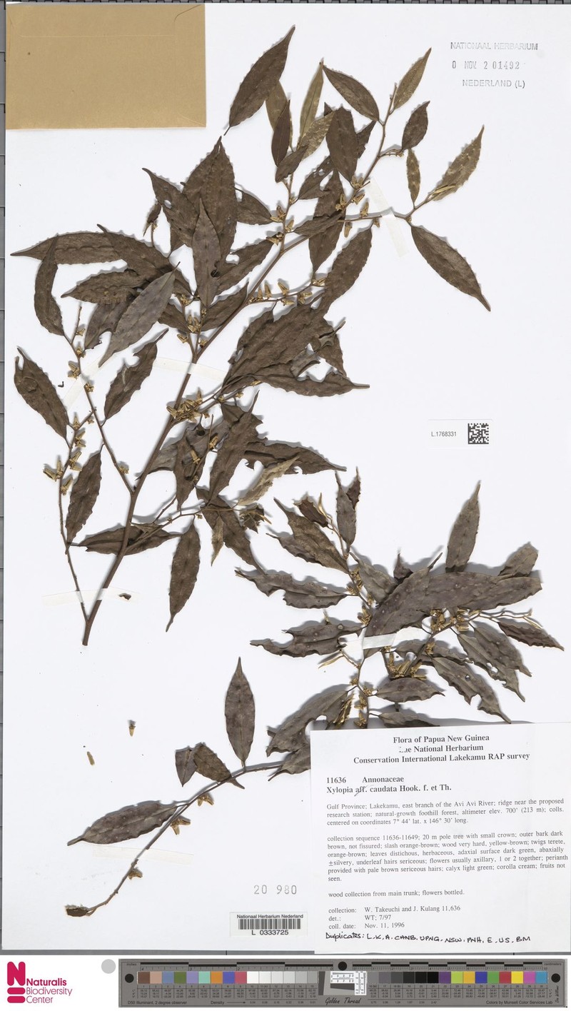 Xylopia calosericea