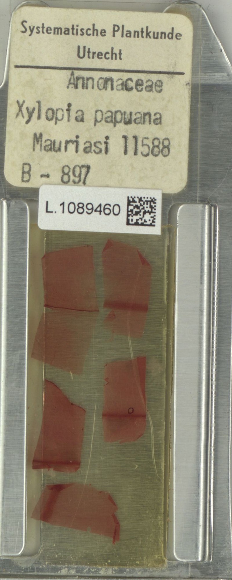 Xylopia calosericea photo 3
