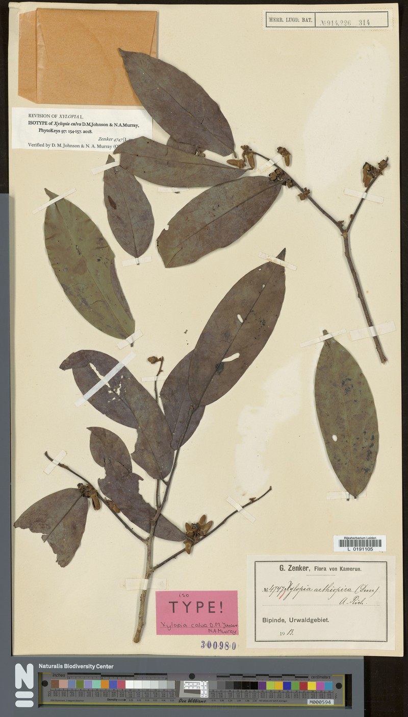 Xylopia calva
