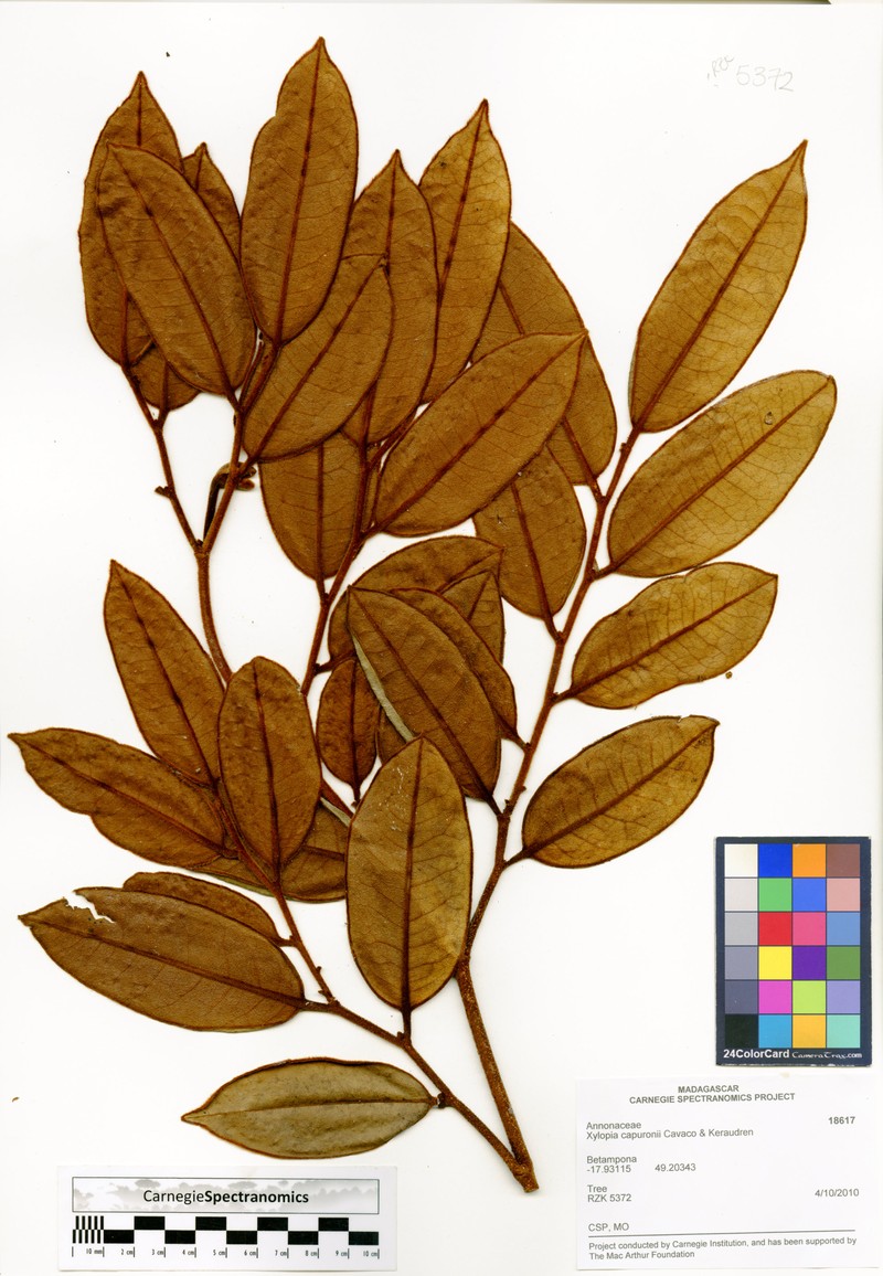 Xylopia capuronii
