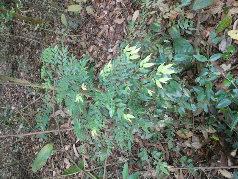 Xylopia caudata