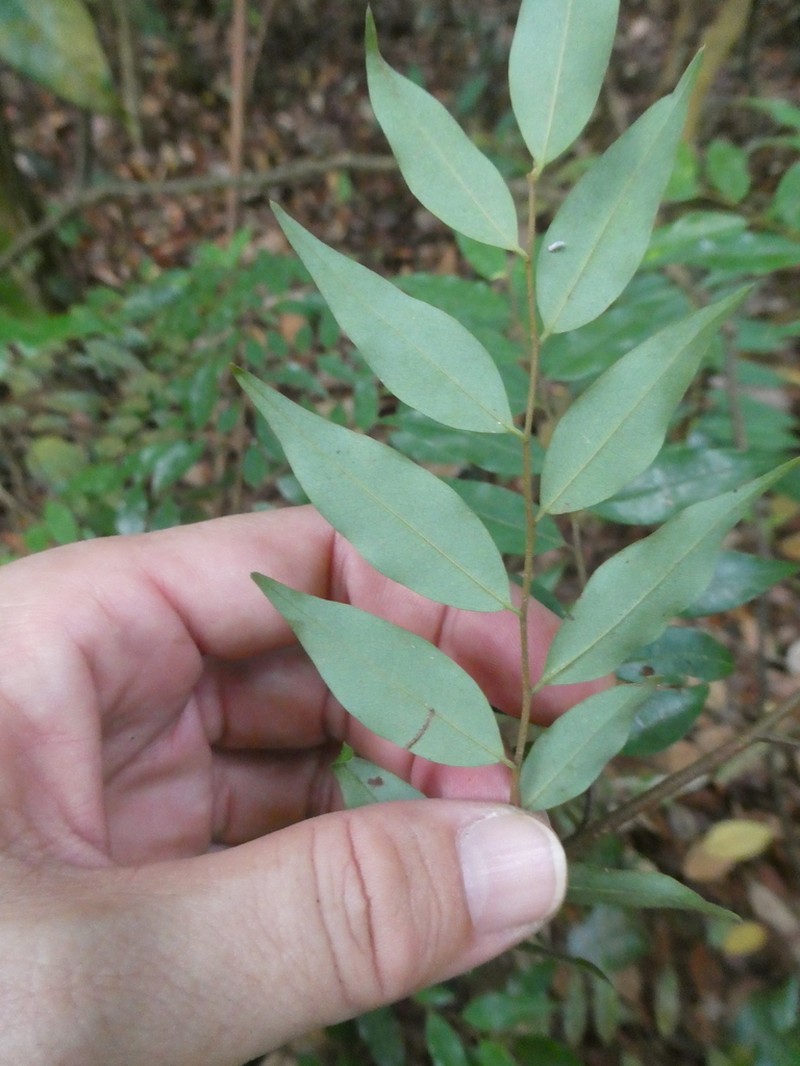 Xylopia caudata photo 2