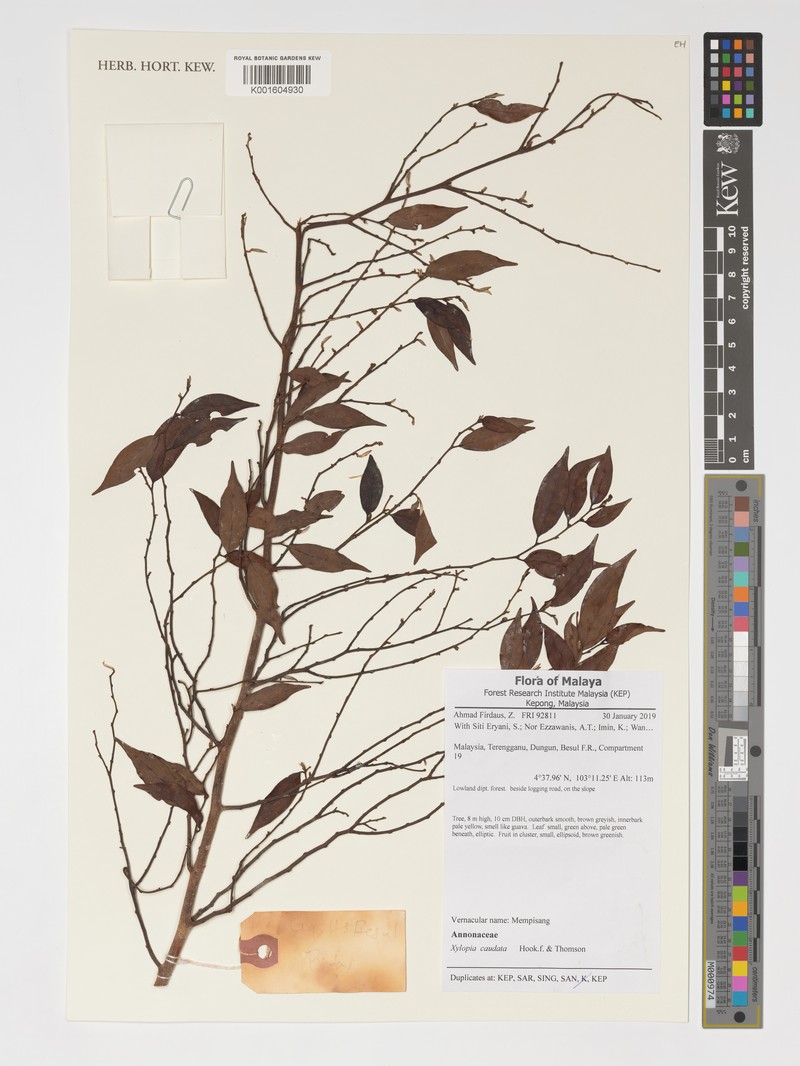 Xylopia caudata photo 3