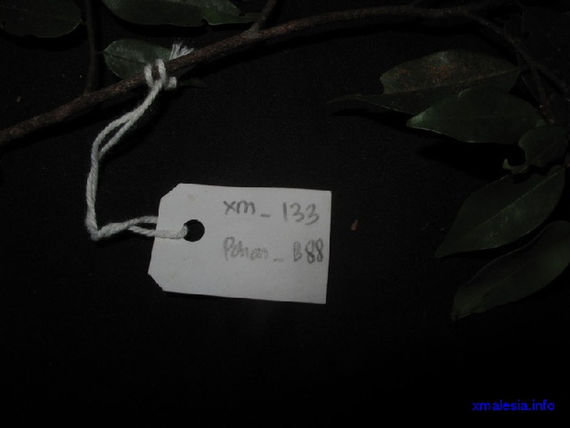 Xylopia caudata photo 4
