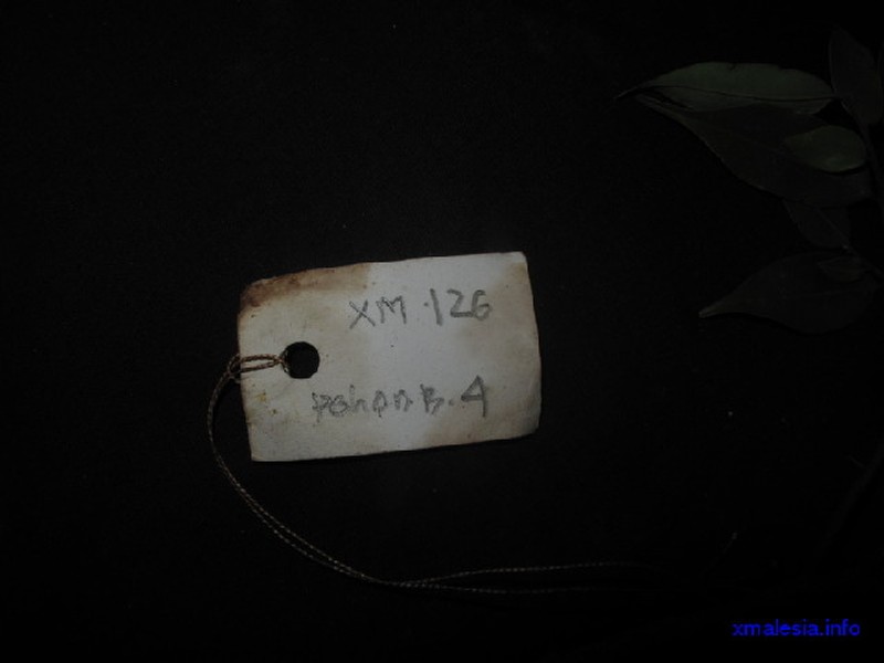 Xylopia caudata photo 5
