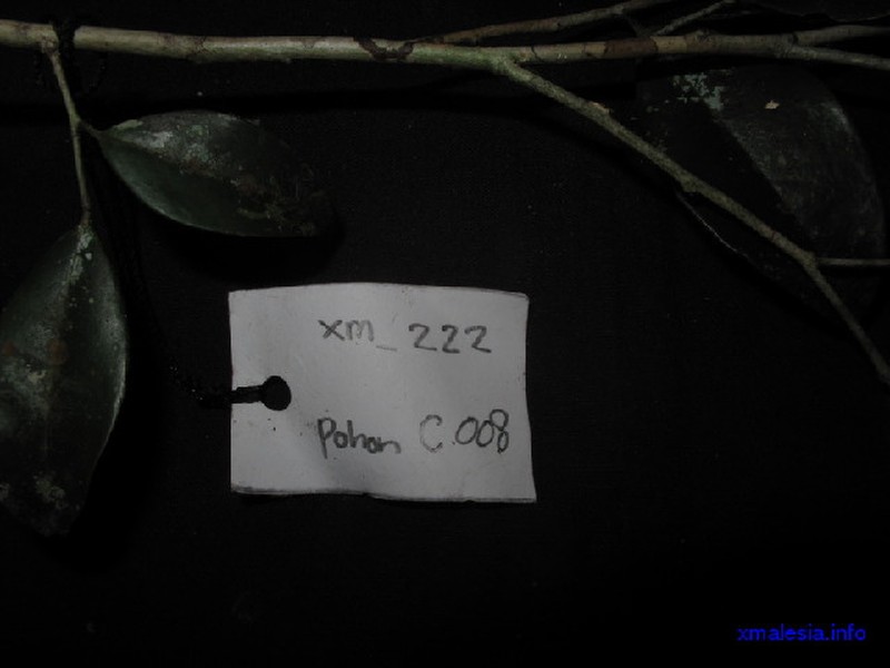 Xylopia caudata photo 6